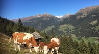 zur Vergrerung klicken