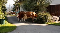 zur Vergrößerung klicken