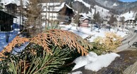 zur Vergrerung klicken