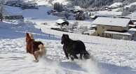 zur Vergrerung klicken