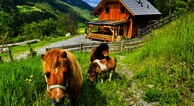 L&auml;rchenhaus ,,Unterer Brodl"