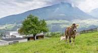 zur Vergrößerung klicken