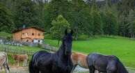 zur Vergrerung klicken