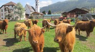 zur Vergrerung klicken
