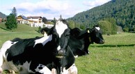 zur Vergrerung klicken