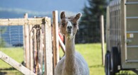 zur Vergrößerung klicken
