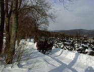 Bild vom Skigebiet Kegelberg - Erlbach