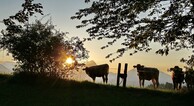 zur Vergrerung klicken