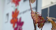 zur Vergrößerung klicken