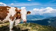 zur Vergrößerung klicken