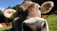 zur Vergrerung klicken