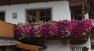 zur Vergrerung klicken
