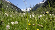 zur Vergrerung klicken