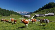 zur Vergrößerung klicken