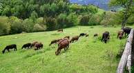 zur Vergrößerung klicken