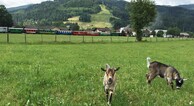 zur Vergrößerung klicken