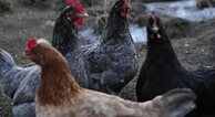 zur Vergrerung klicken