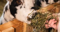 zur Vergrerung klicken